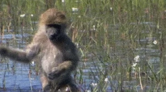 Бабуїни - мані-голови собак